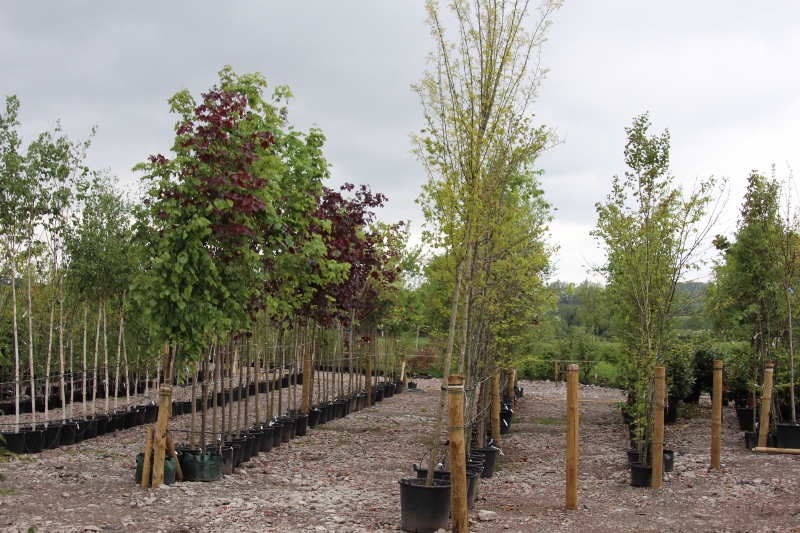 BORDER_NURSERIES_009_(800x533)