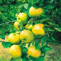 BRAMLEY_APPLE