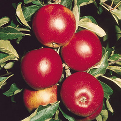 DISCOVERY_APPLE