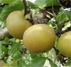 Egremont_Russet__Apple