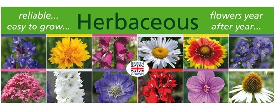 Herbaceous_banner
