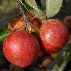 apple_ellisons_orange