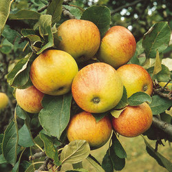 james_grieves_apple