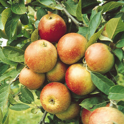 laxtons_super_apple